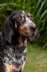 Picture of blue tick coonhound 