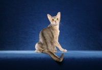 Picture of Blue Torbie Abyssinian female back view but turned to look at camera against blue background