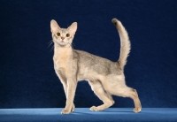 Picture of Blue Torbie Abyssinian standing left looking at camera against blue background, tail up.