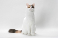 Picture of Blue Tortie & White Turkish Van cat