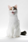 Picture of Blue Tortie & White Turkish Van cat meowing