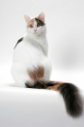 Picture of Blue Tortie & White Turkish Van, back view