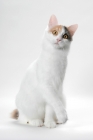 Picture of Blue Tortie & White Turkish Van cat, looking curious