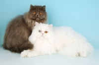 Picture of blue tortie and odd eyed white Persians