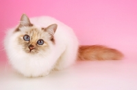 Picture of blue tortie Birman crouching on pink background