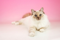 Picture of blue tortie birman lying down