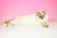 Picture of blue tortie Birman lying on pink background