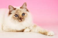 Picture of blue tortie Birman on pink background