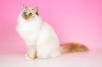 Picture of blue tortie Birman on pink background