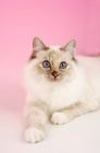 Picture of blue tortie birman