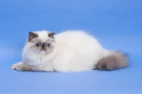 Picture of Blue Tortie Colourpoint cat. (Aka: Persian or Himalayan)