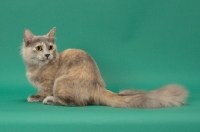 Picture of Blue Tortie Longhaired Munchkin, sitting down