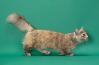 Picture of Blue Tortie Longhaired Munchkin, side view