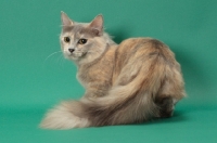 Picture of Blue Tortie Longhaired Munchkin, back view
