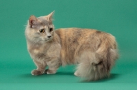 Picture of Blue Tortie Longhaired Munchkin in studio