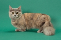 Picture of Blue Tortie Longhaired Munchkin