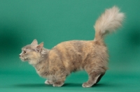 Picture of Blue Tortie Longhaired Munchkin, side view