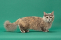 Picture of Blue Tortie Longhaired Munchkin, side view on green abckground
