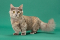 Picture of Blue Tortie Longhaired Munchkin