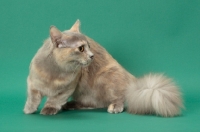 Picture of Blue Tortie Longhaired Munchkin, turning