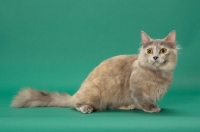 Picture of Blue Tortie Longhaired Munchkin sitting down