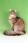 Picture of blue tortie Maine Coon