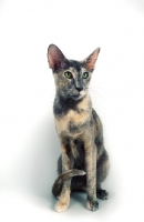 Picture of blue tortie Oriental Shorthair on white background