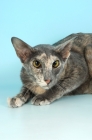 Picture of blue tortie oriental shorthair cat