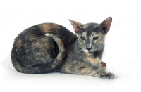 Picture of blue tortie Oriental Shorthair