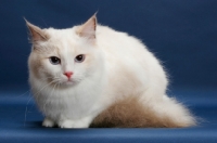 Picture of Blue Tortie Point Bi-Color Ragdoll crouching on blue background
