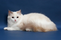 Picture of Blue Tortie Point Bi-Color Ragdoll lying down on blue background