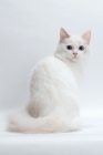 Picture of Blue Tortie Point Bi-Color Ragdol on white background