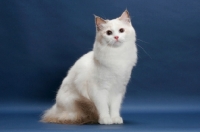Picture of Blue Tortie Point Bi-Color Ragdoll sitting on blue background