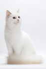 Picture of Blue Tortie Point Bi-Color Ragdol, looking away on white background