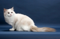 Picture of Blue Tortie Point Bi-Color Ragdoll crouching on blue background