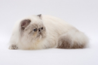 Picture of Blue Tortie Point Colourpoint cat lying down, 10 months old. (Aka: Persian or Himalayan)