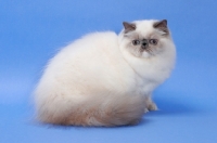 Picture of Blue Tortie Point Himalayan cat sitting down, 6 months old. (Aka: Persian or Colourpoint)