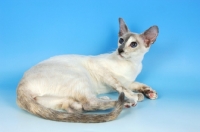 Picture of blue tortie point siamese lying down