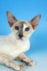 Picture of blue tortie point siamese portrait