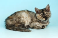 Picture of blue tortie selkirk rex kitten, lying down