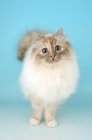 Picture of blue tortie tabby birman cat front view