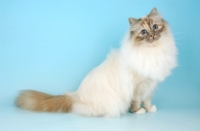 Picture of blue tortie tabby birman sitting on blue background