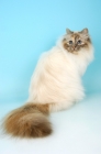 Picture of blue tortie tabby birman sitting down