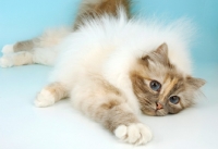 Picture of blue tortie tabby birman stretching out