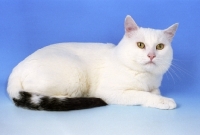 Picture of blue van European Shorthair on blue background