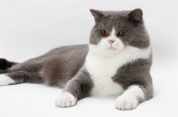 Picture of blue white British Shorthair on white background, lying down