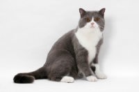 Picture of blue white British Shorthair on white background, sitting down