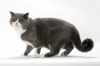 Picture of blue white British Shorthair on white background, standing