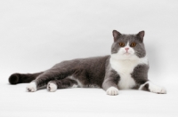 Picture of blue white British Shorthair on white background, lying down