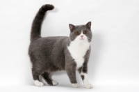 Picture of blue white British Shorthair on white background